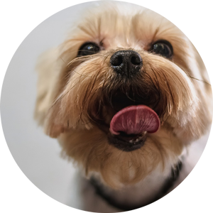 happy-dog-after-grooming